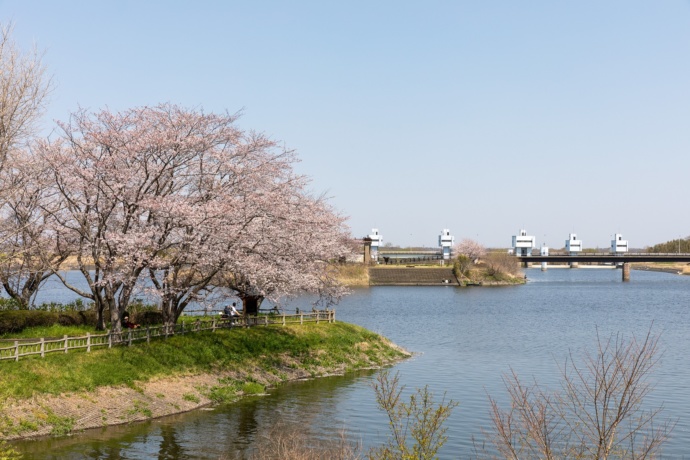 茨城県取手市の岡堰