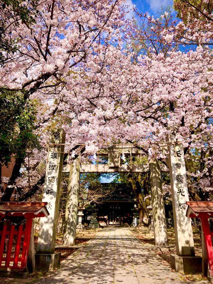 鳥飼八幡宮の桜