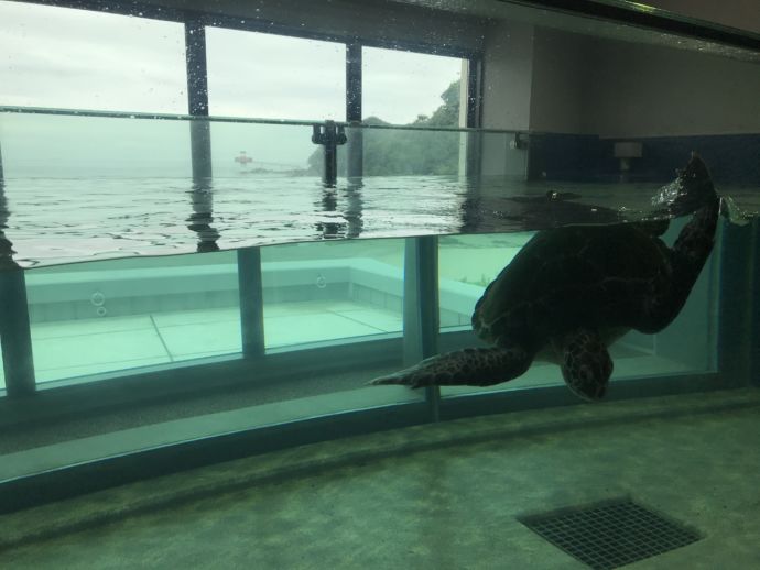 足摺海洋館SATOUMIの海亀の水槽