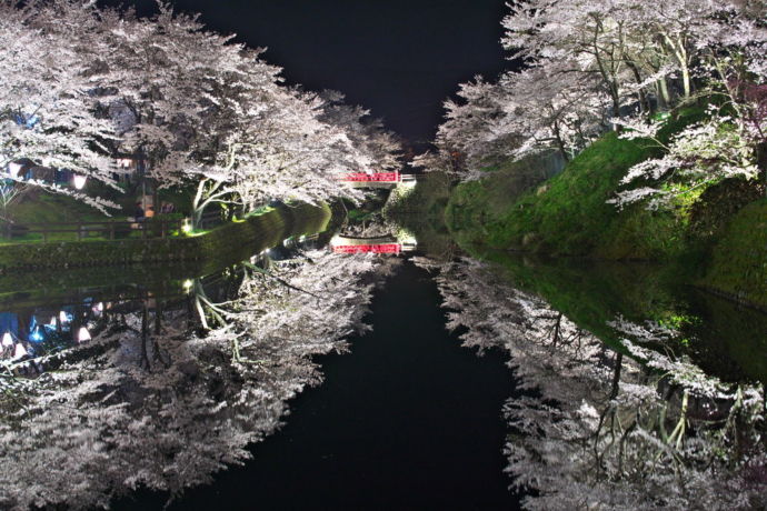 鹿野城跡公園の夜桜