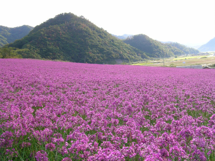 一面に咲いたらっきょうの花