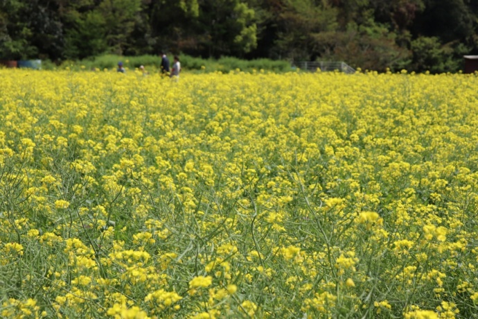 長崎県佐世保市の「展海峰」で見られる菜の花畑（春）