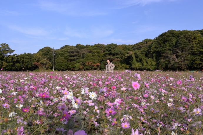 長崎県佐世保市の「展海峰」で見られるコスモス畑（秋）