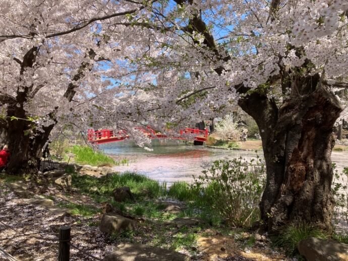 長野県須坂市の「臥竜公園の竜ケ池」と満開を迎えた桜（春）