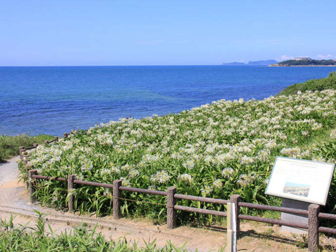 ハマユウの群生地と海