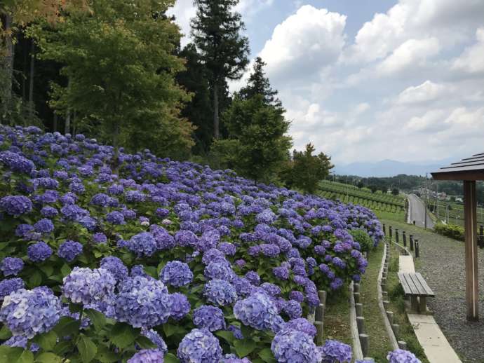 霞間ヶ渓に策紫陽花と茶畑