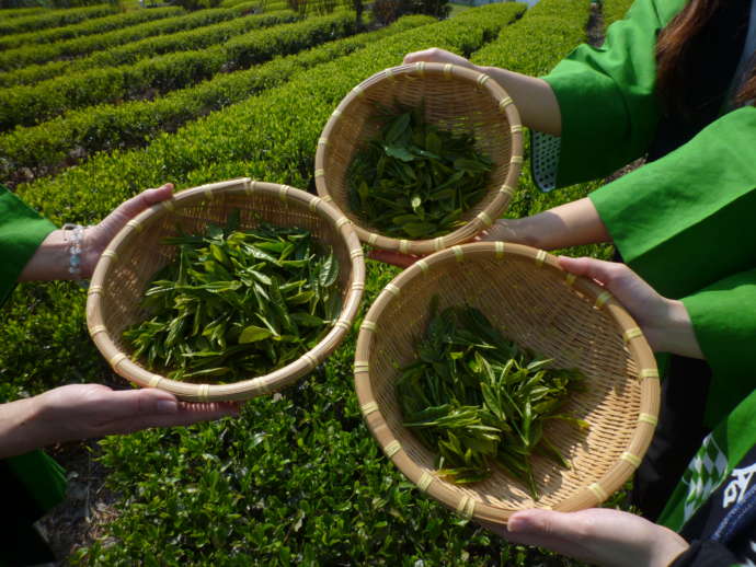 池田町の特産品のお茶