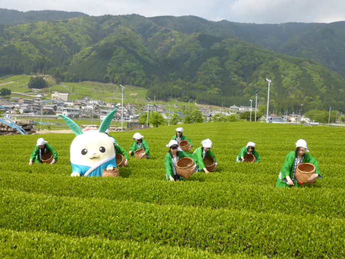 茶畑で茶摘みをする人たち