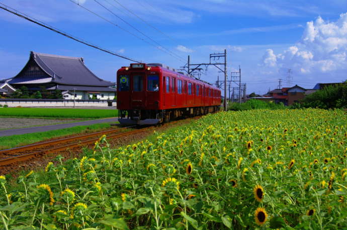 養老鉄道がひまわり畑を走る様子