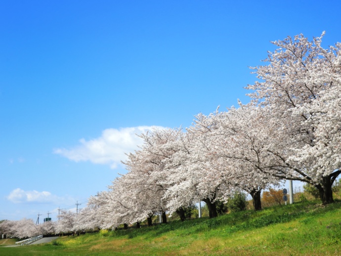 上里町にある「堤調節池運動公園」の桜