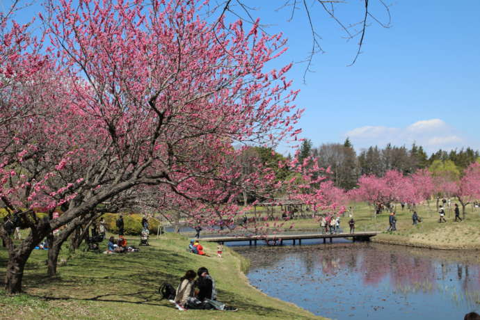 古河公方公園でピクニックを楽しむ人々