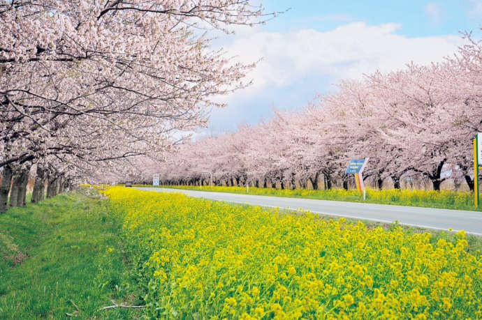 菜の花ロードに花が咲き誇る様子