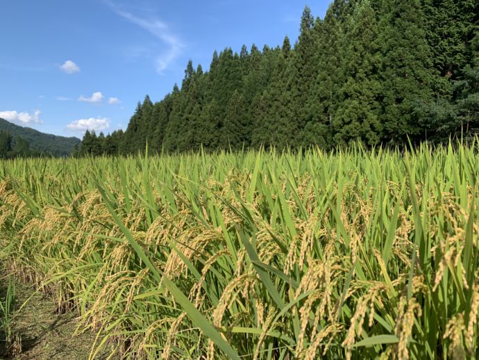 豊田市に広がる米の田んぼ