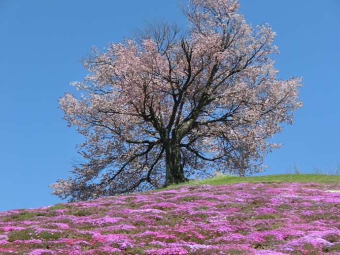 津別町の双子の桜