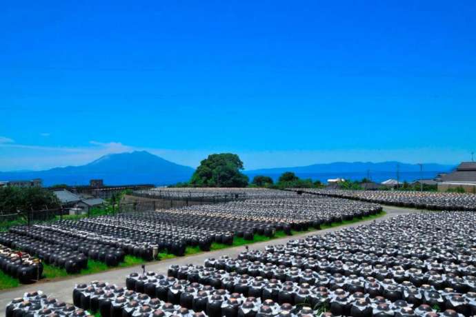 鹿児島霧島市にある坂元のくろず「壺畑」の壺畑を眺める