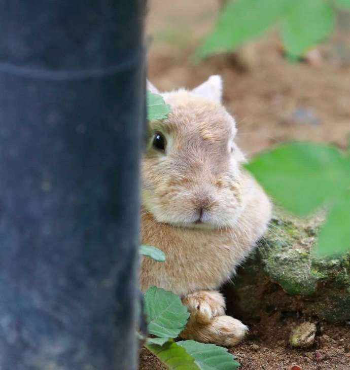 月うさぎの里で様子を伺ううさぎ