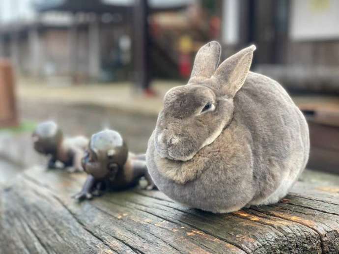 月うさぎの里でリラックスしているうさぎ