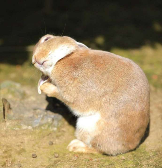 月うさぎの里で毛繕いをするうさぎ