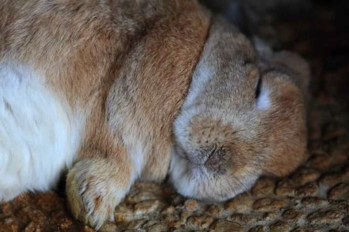 月うさぎの里ですやすや眠るうさぎ