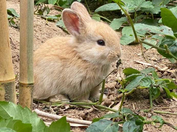 月うさぎの里で土の上にいるうさぎ