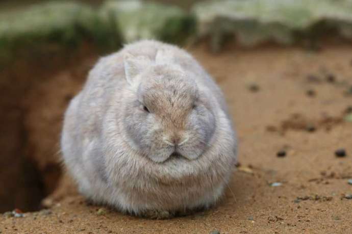 月うさぎの里で和むうさぎ