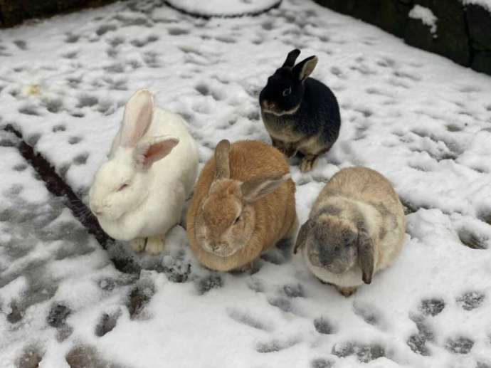 月うさぎの里の雪の日のうさぎたち