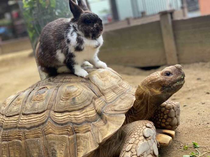 月うさぎの里のうさぎとケヅメリクガメ