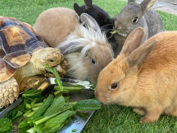 月うさぎの里で野菜を食べるリクガメとうさぎ