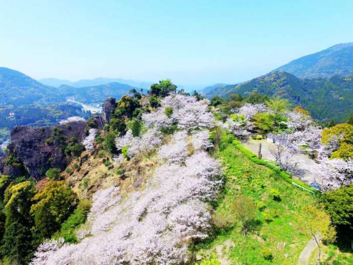 桜が咲く舞鶴城公園