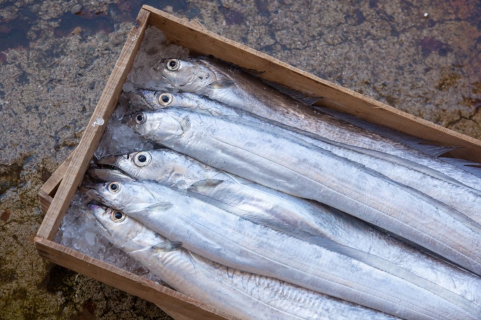 津奈木町の太刀魚