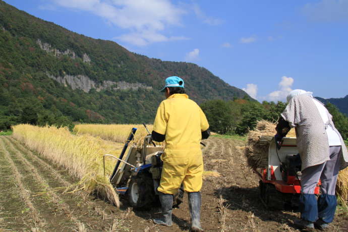 結東の石垣田で稲刈りをしているところ