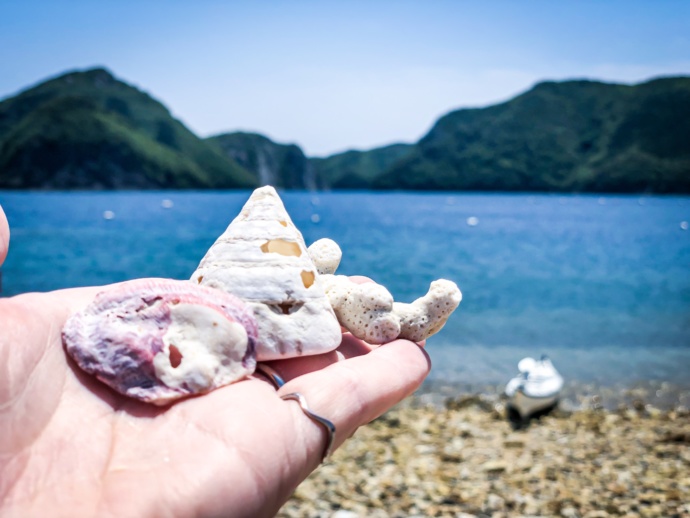 浅茅湾シーカヤックで上陸した無人島の貝殻やサンゴ