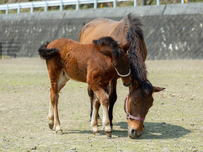 目保呂ダム馬事公園