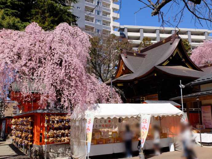 宮城県仙台市にある榴岡天満宮のしだれ桜