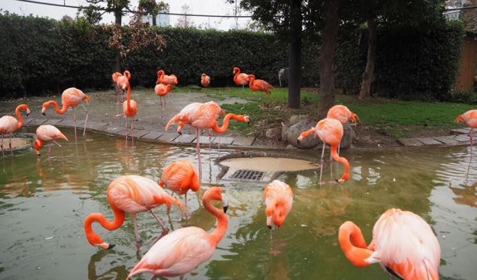 上野動物園のフラミンゴ