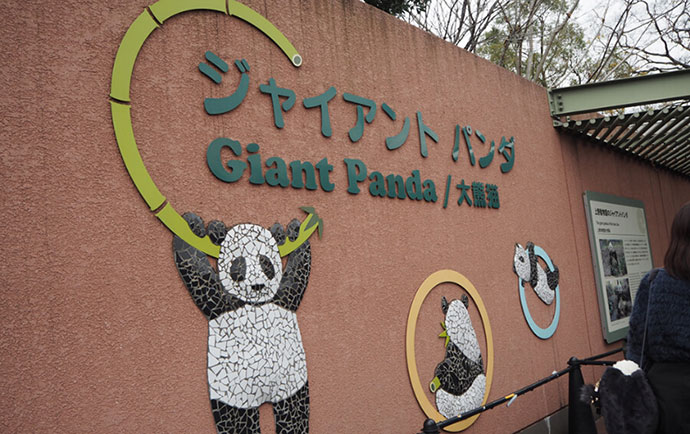 上野動物園のジャイアントパンダ