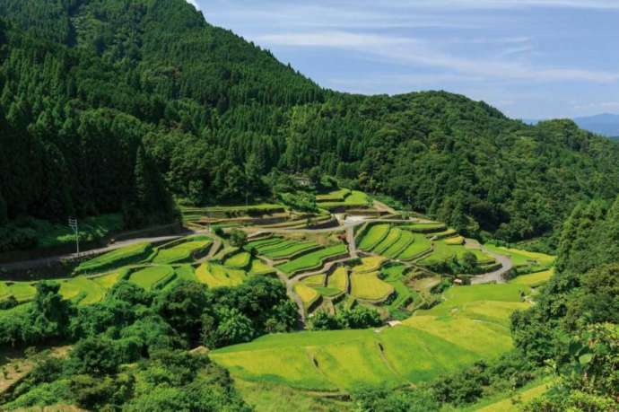 つづら棚田全景