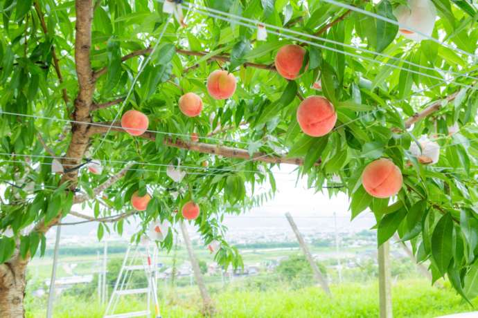 果樹園の桃の木