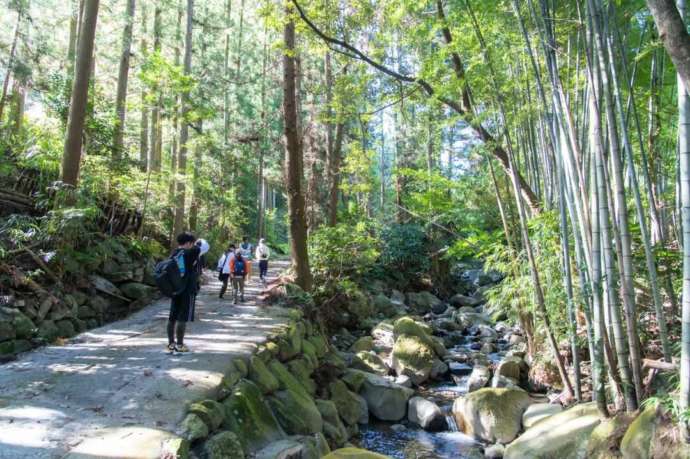 うきは市森林セラピーの巨瀬の源流の散歩道コースの様子