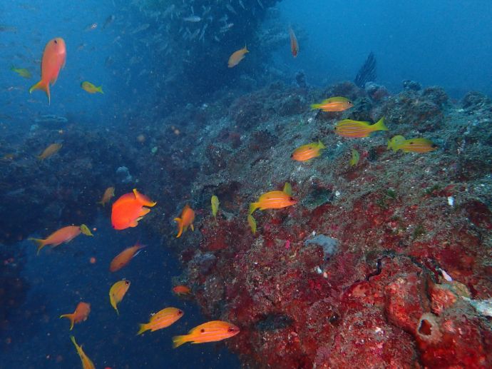 「だいびんぐしょっぷ海家」で体験できる海中の風景①