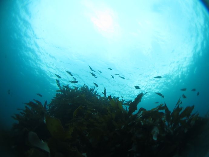 「だいびんぐしょっぷ海家」で体験できる海中の風景②