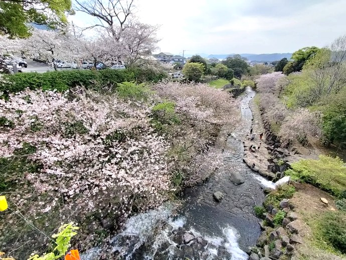 桜が咲き誇る橘神社