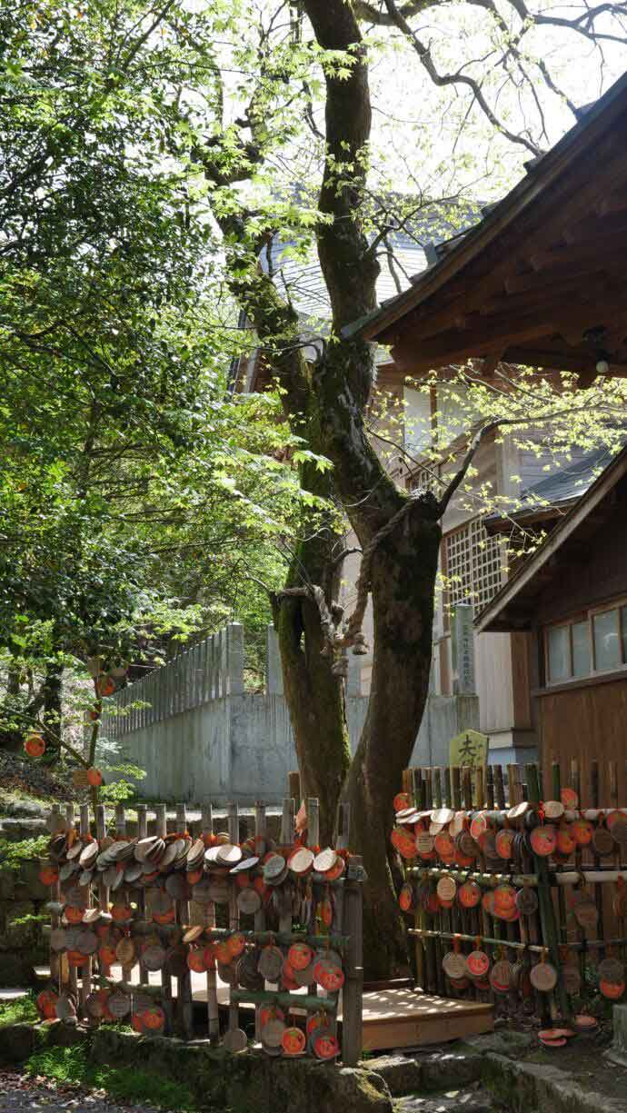 温泉神社の夫婦柿