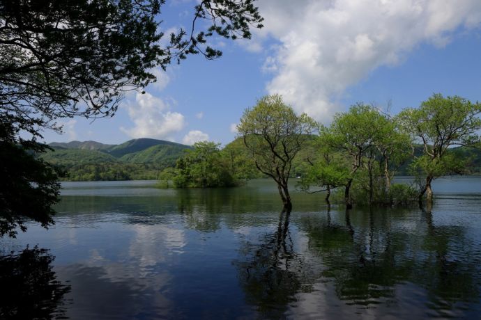 緑の美しい桧原湖