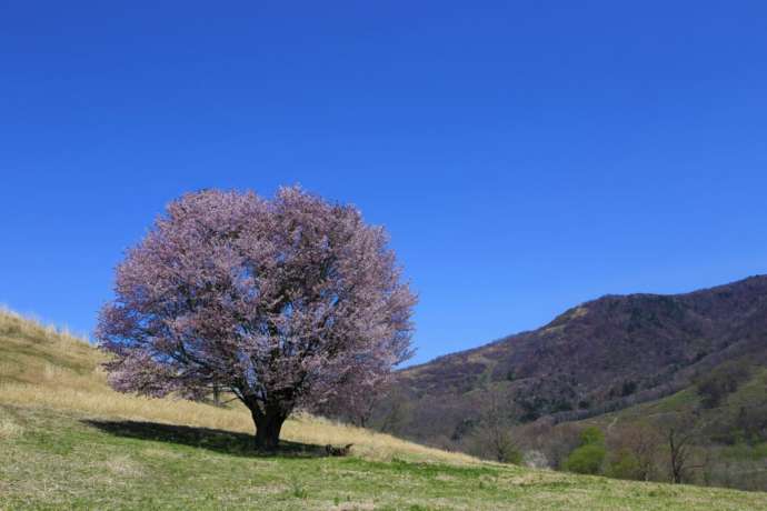 浦河町のオバケ桜