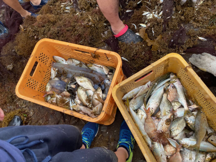 カゴの中に、地引網で獲れた魚