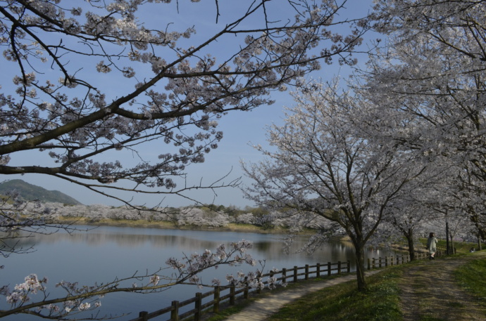 立岡自然公園の風景