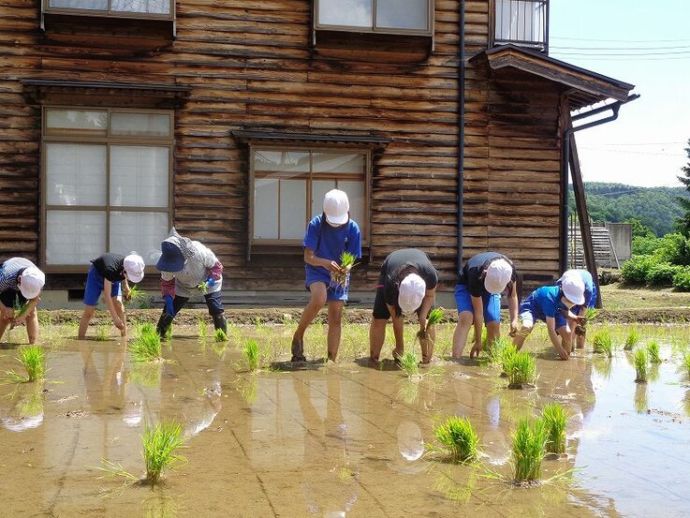 小学校の田植え体験