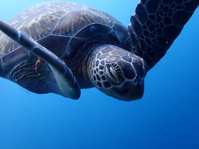 海を泳ぐウミガメの様子