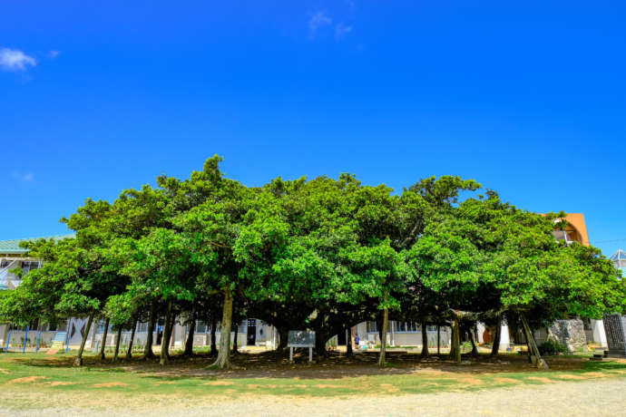 日本一のガジュマルの風景